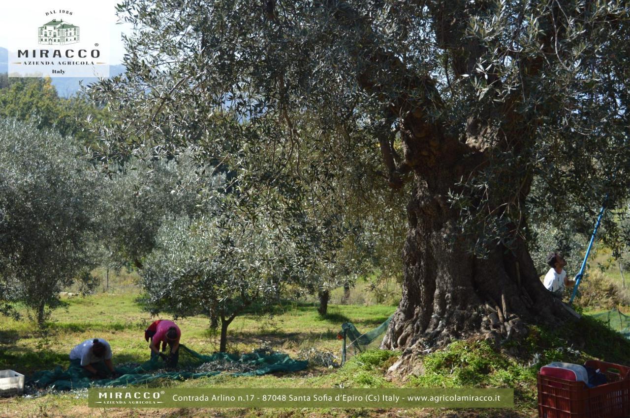Agriturismo Miracco Atanasio Franco "Il Maniero" Santa Sofia d'Epiro Luaran gambar