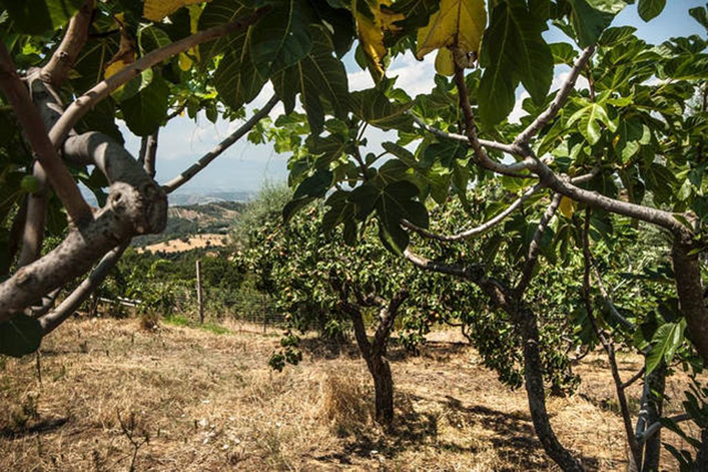Agriturismo Miracco Atanasio Franco "Il Maniero" Santa Sofia d'Epiro Luaran gambar