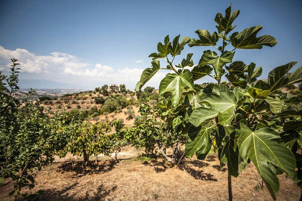 Agriturismo Miracco Atanasio Franco "Il Maniero" Santa Sofia d'Epiro Luaran gambar