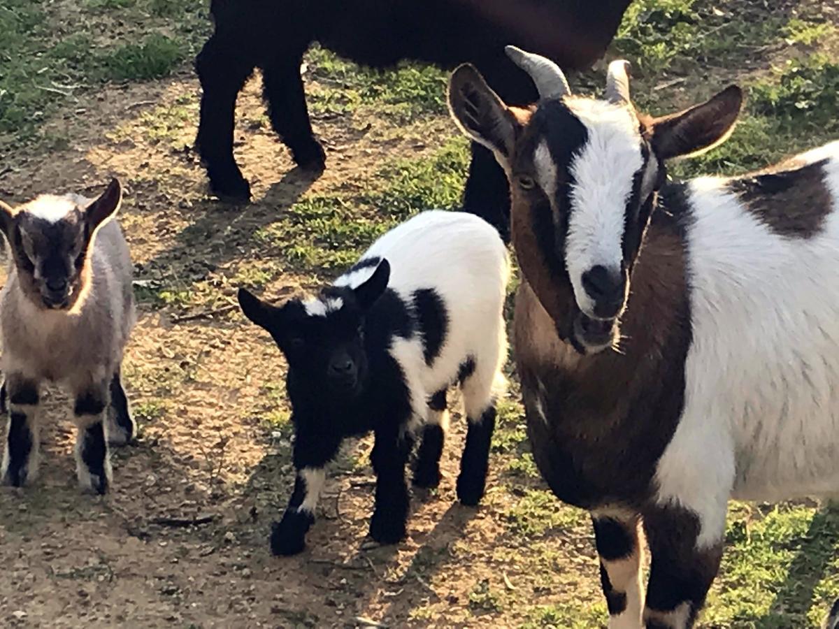 Agriturismo Miracco Atanasio Franco "Il Maniero" Santa Sofia d'Epiro Luaran gambar